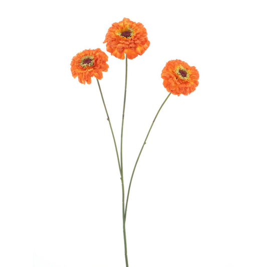 Dahlia Zinnia - Oranje