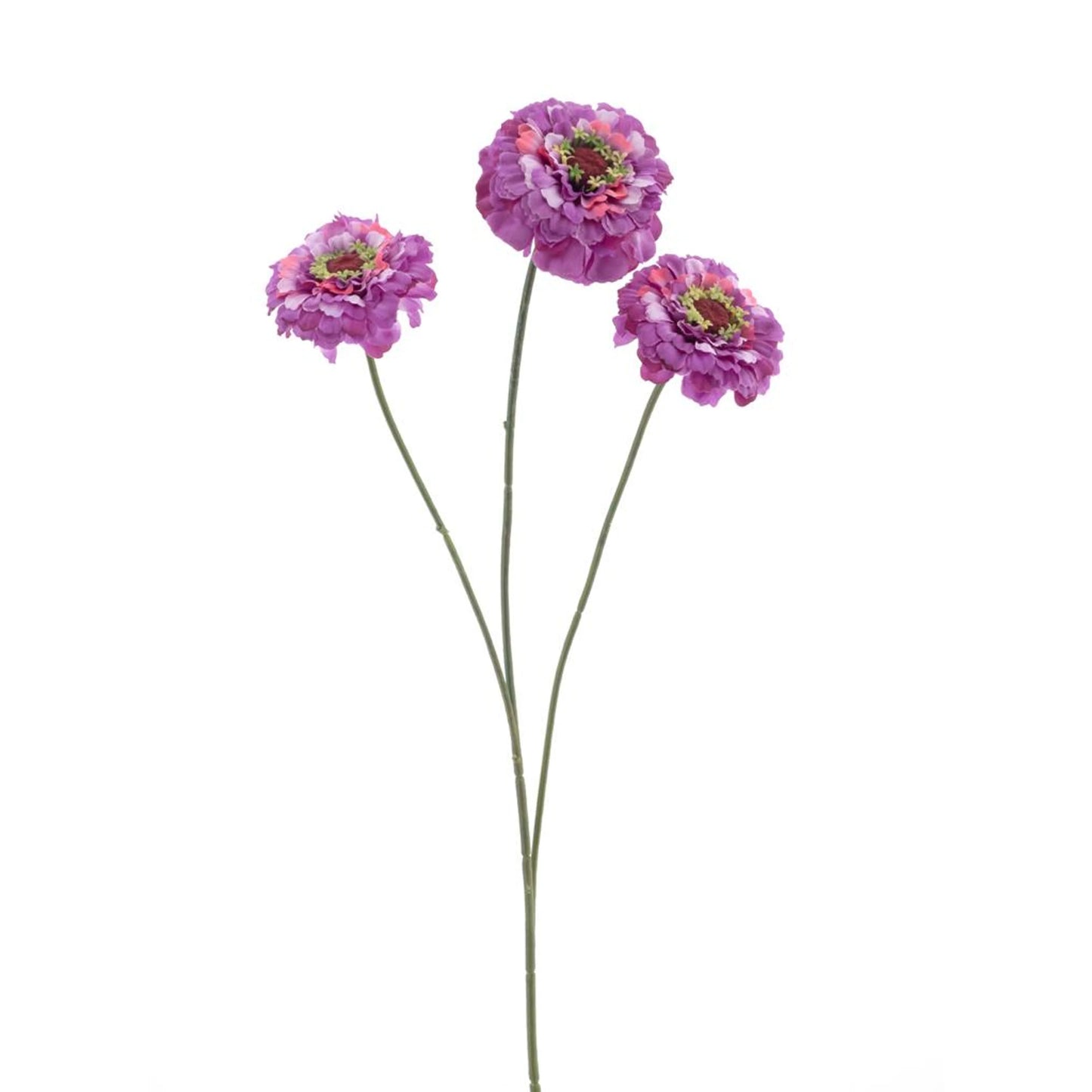 Dahlia Zinnia - Paars