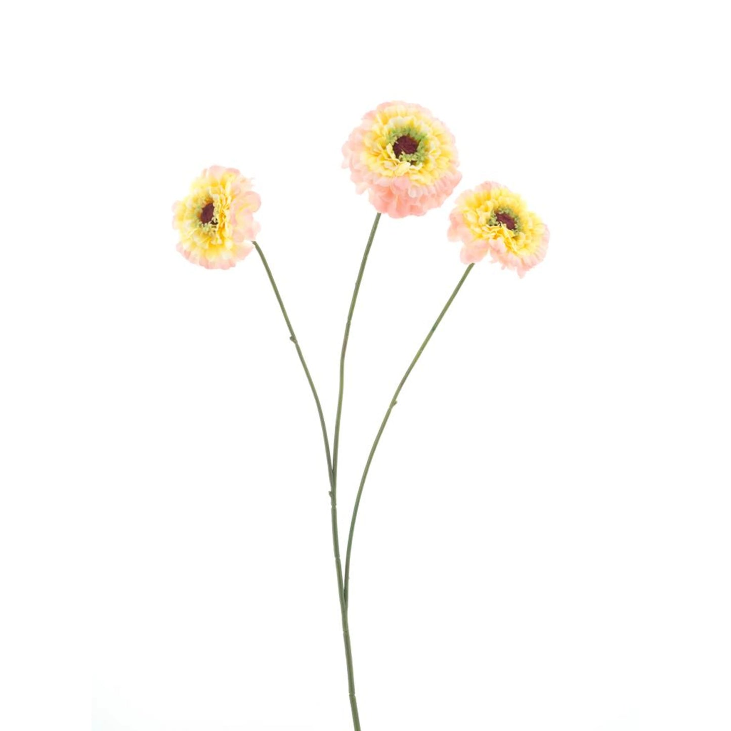 Dahlia Zinnia - Lichtroze/geel