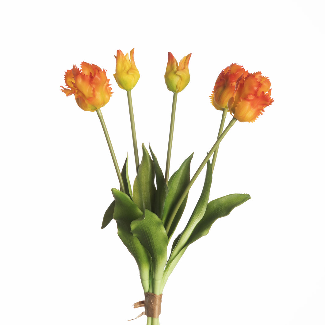Parrot tulpen 5 - Oranje