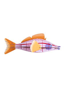 Studio ROOF - Longnose Hawkfish