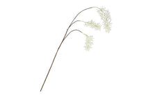Afbeelding in Gallery-weergave laden, Wisteria - Wit
