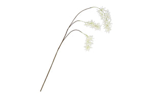 Wisteria - Wit