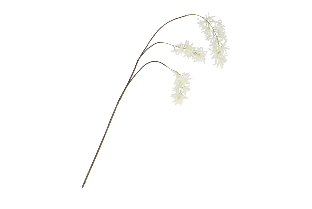 Wisteria - Wit