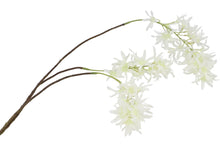 Afbeelding in Gallery-weergave laden, Wisteria - Wit
